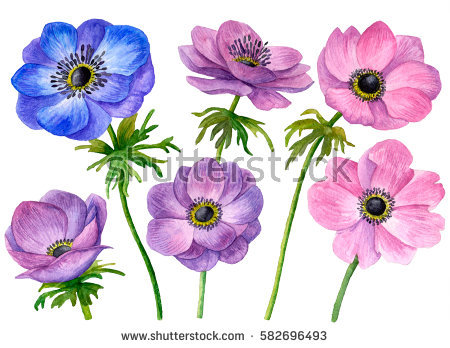450x348 anemone flower cliparts clip art - Anemone Flower Drawing