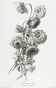 193x300 anemone flower drawings fine art america - Anemone Flower Drawing