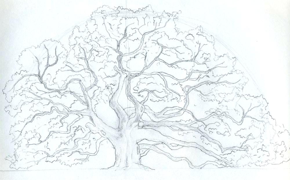 1000x621 Outline Tree Image Result For Simple Line Drawing Trunk Christmas - Angel Outline Drawing