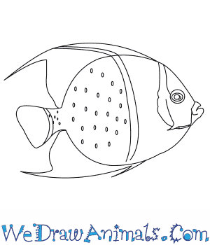 300x350 How To Draw A French Angelfish - Angelfish Drawing