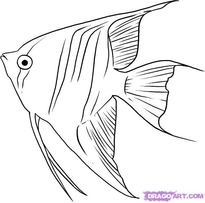 658x652 How To Draw Angelfish Step - Angelfish Drawing