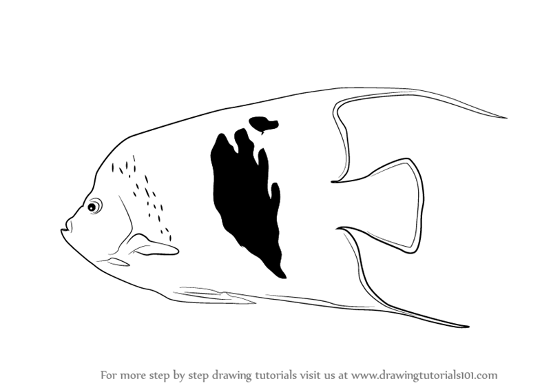 800x566 Learn How To Draw A Angelfish - Angelfish Drawing