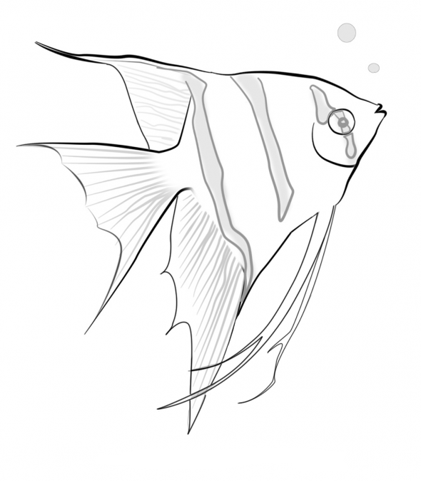590x674 Saltwater Angelfish Drawing - Angelfish Drawing