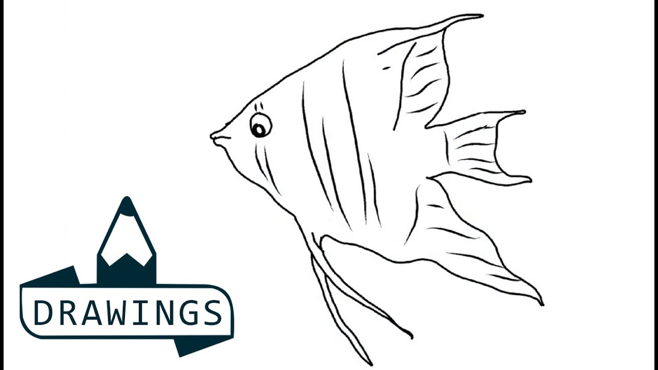 1280x720 Speed Drawing How To Draw A Angel Fish - Angelfish Drawing