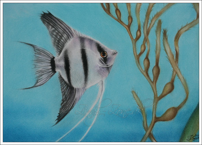 700x503 zindy zone dk - Angelfish Drawing