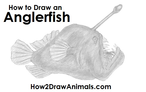 500x315 how to draw an anglerfish - Angler Fish Drawing