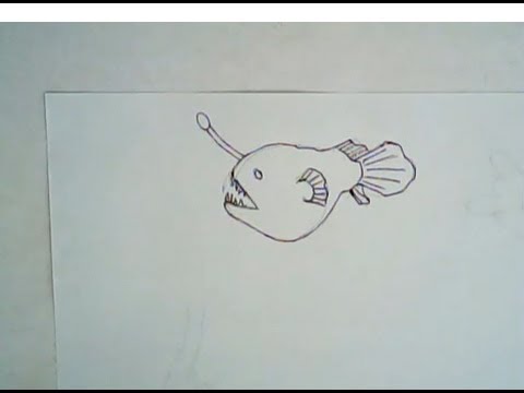 480x360 how to draw an angler fish - Angler Fish Drawing