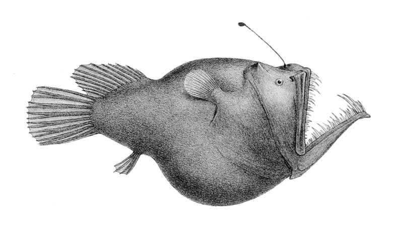 800x478 will there ever be an anglerfish emoji - Angler Fish Drawing