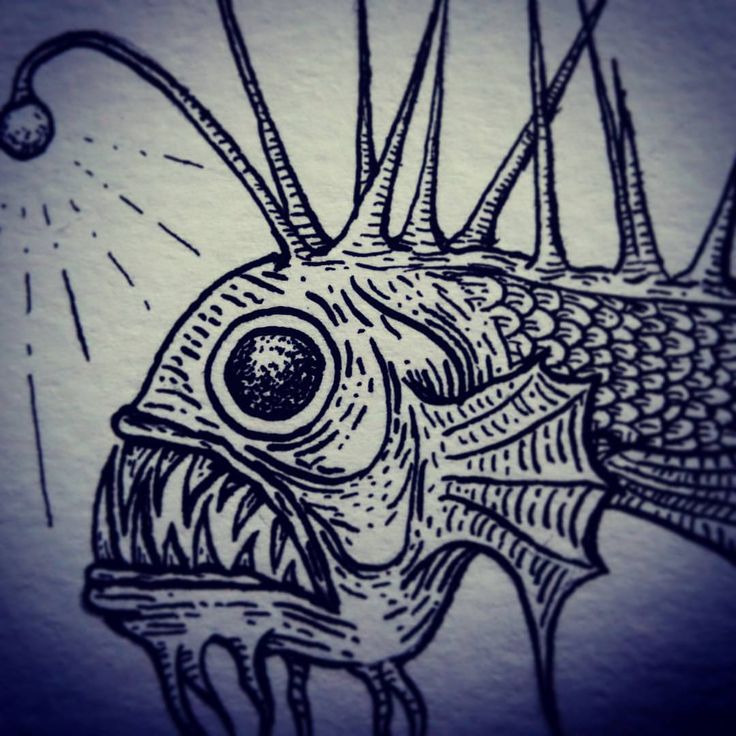 736x736 angler fish drawing - Anglerfish Drawing