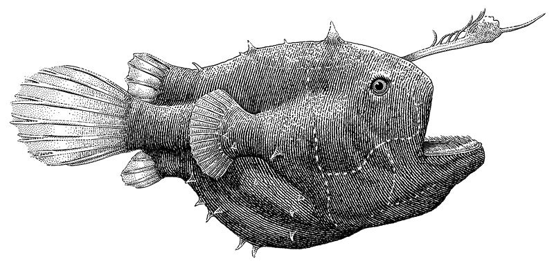 800x384 anglerfish - Anglerfish Drawing