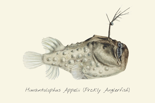 626x417 drawing of a prickly anglerfish vector premium download - Anglerfish Drawing