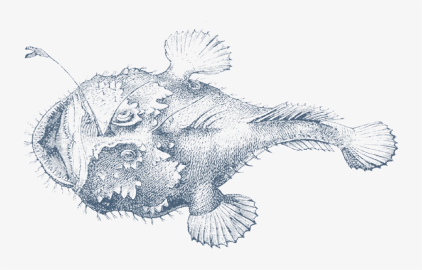 820x525 png free anglerfish drawing - Anglerfish Drawing