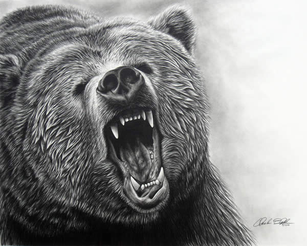 600x481 Angry Bear Head Drawing - Angry Bear Drawing