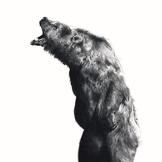 640x640 Profile Drawing Grizzly Bear For Free Download - Angry Bear Drawing