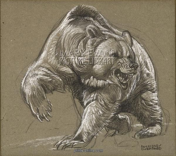 600x531 grizzly bear angry forest animals art bear sketch, grizzly - Angry Bear Drawing