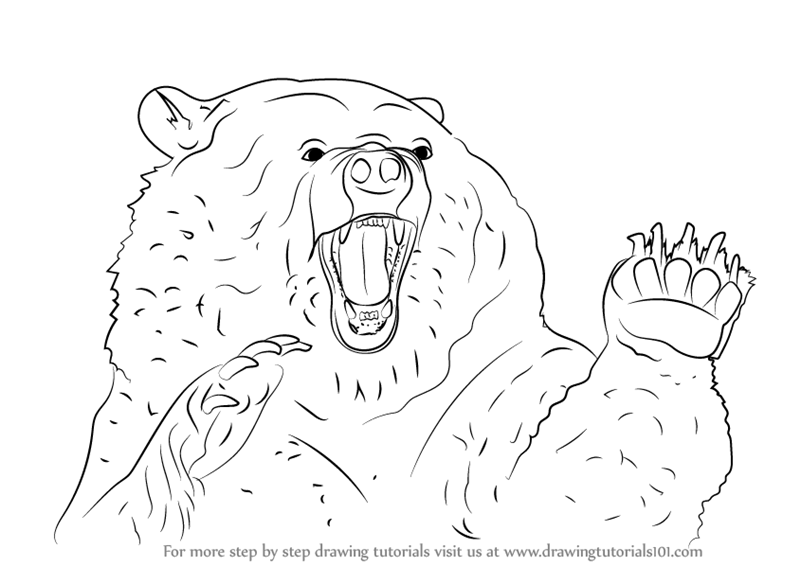 800x566 Learn How To Draw An Angry Grizzly Bear - Angry Bear Drawing