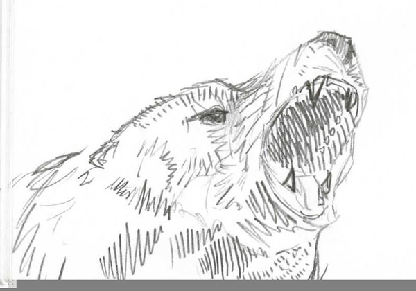 600x420 Angry Bear Drawing Free Images - Angry Bear Drawing