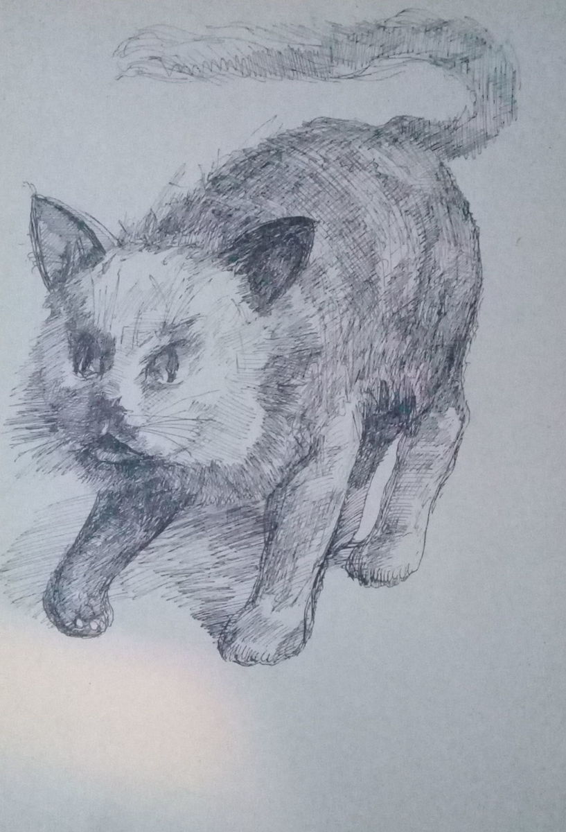 817x1200 Angry Cat Drawing - Angry Cat Drawing