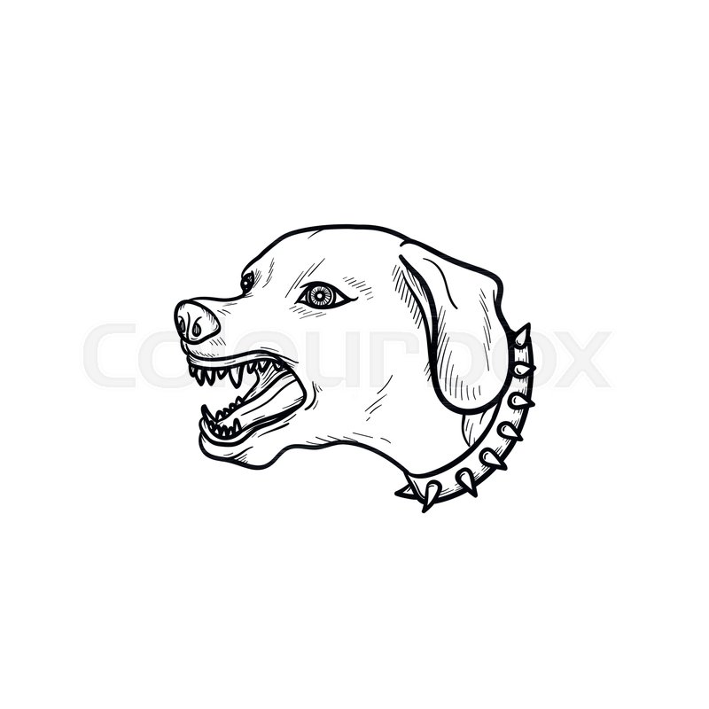 800x800 Angry Dog With Teeth Hand Drawn Stock Vector Colourbox - Angry Dog Drawing