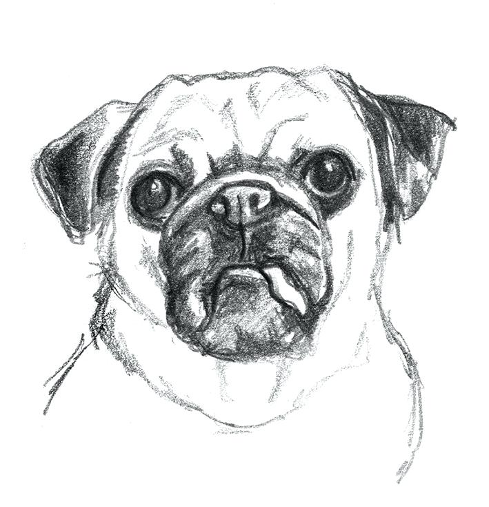 Angry Dog Drawing at PaintingValley.com | Explore collection of Angry ...