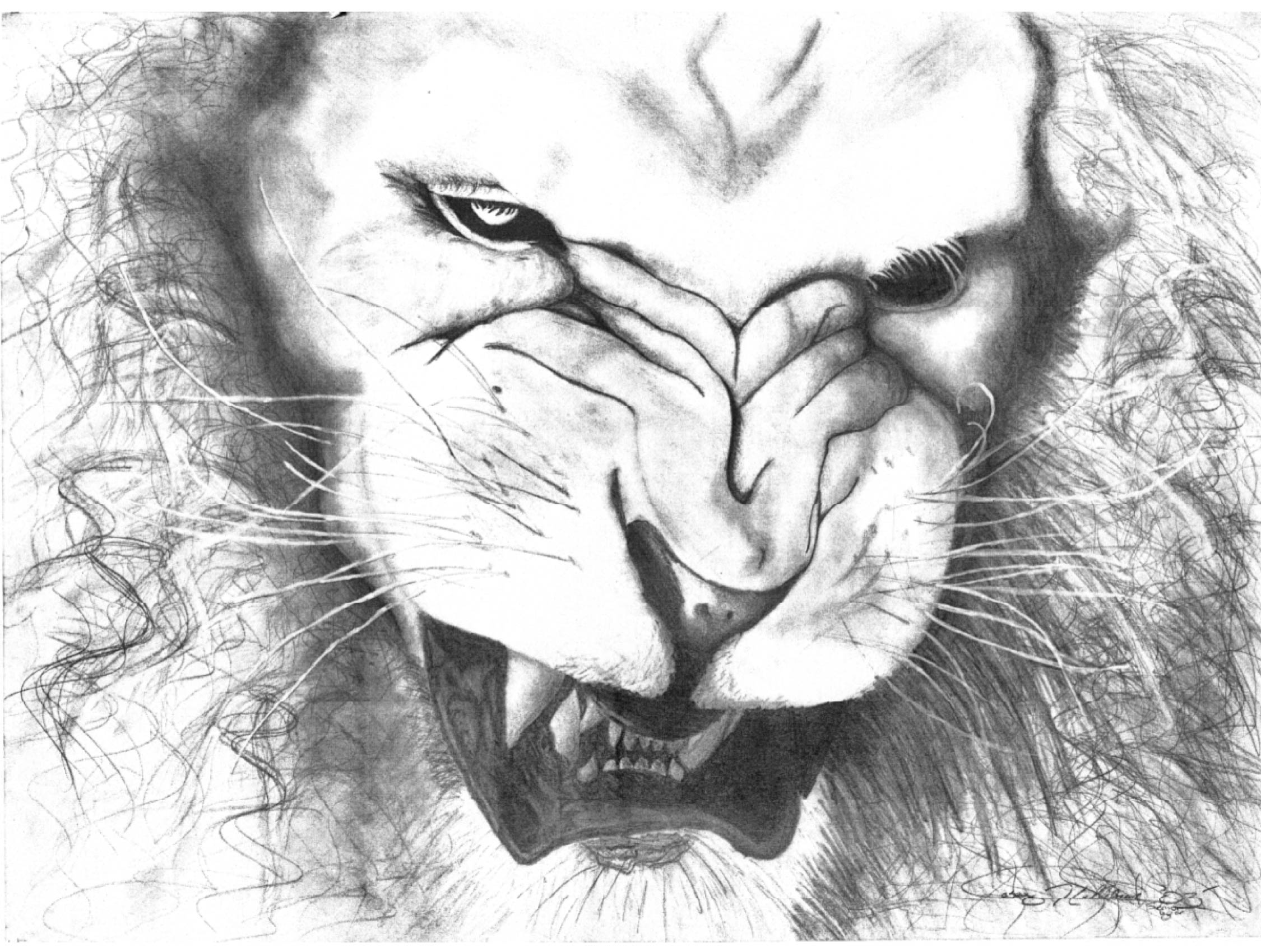 Angry Lion Drawing at Explore collection of Angry