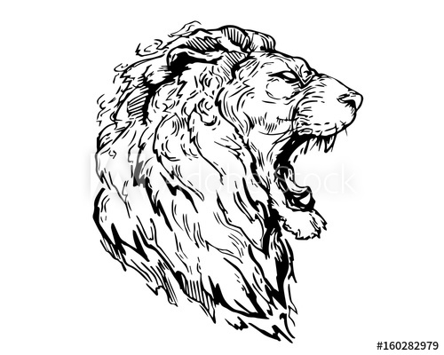 500x400 Detail Realistic Hand Drawing Angry Lion Head Illustration - Angry Lion Drawing