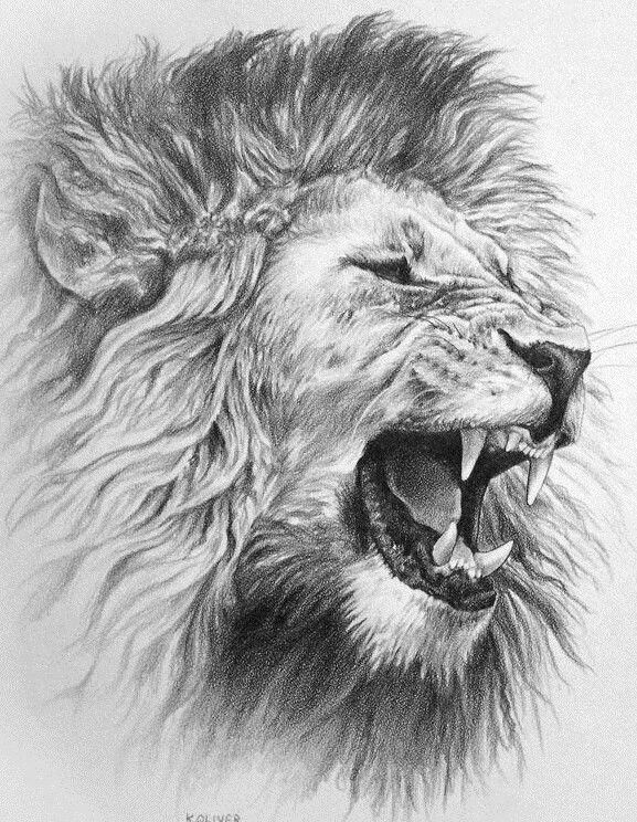577x744 Lion Art Pen Angry Coltens Tattoo Lion Tattoo Design - Angry Lion Drawing