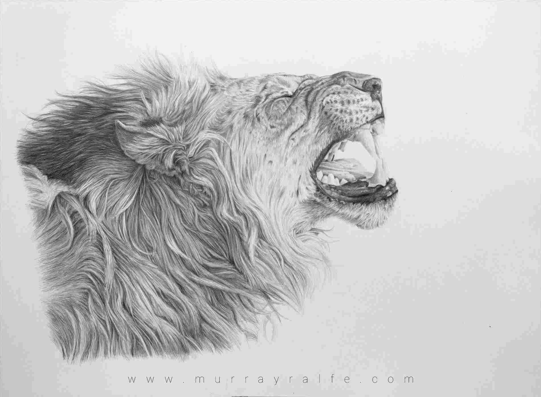 1899x1392 Draw Rhcom Angry Sketches Drawings Rhthelittlemermaidcom - Angry Lion Drawing