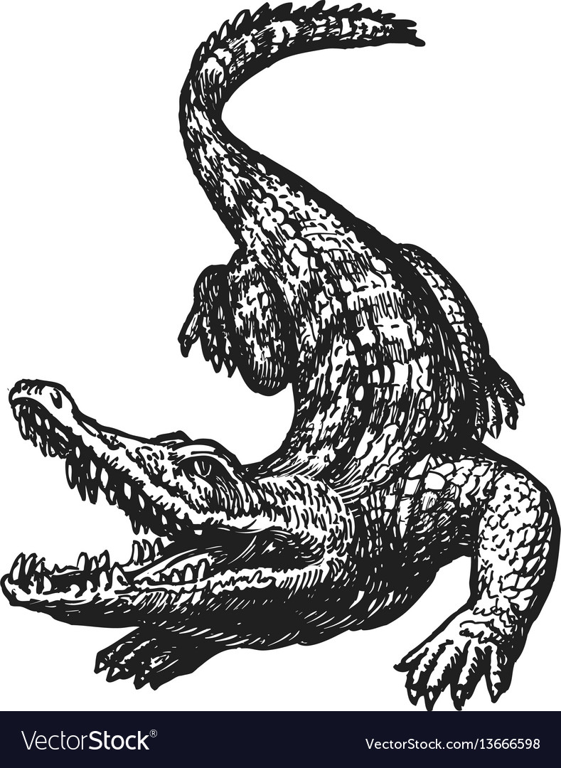 789x1080 Crocodile Open The Mouth Drawings With Pencil Images Hand Drawn - Angry Mouth Drawing
