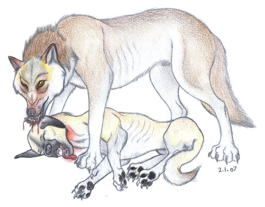 900x701 Angry Wolf Drawing Tariqalichadhar - Angry Wolf Drawing