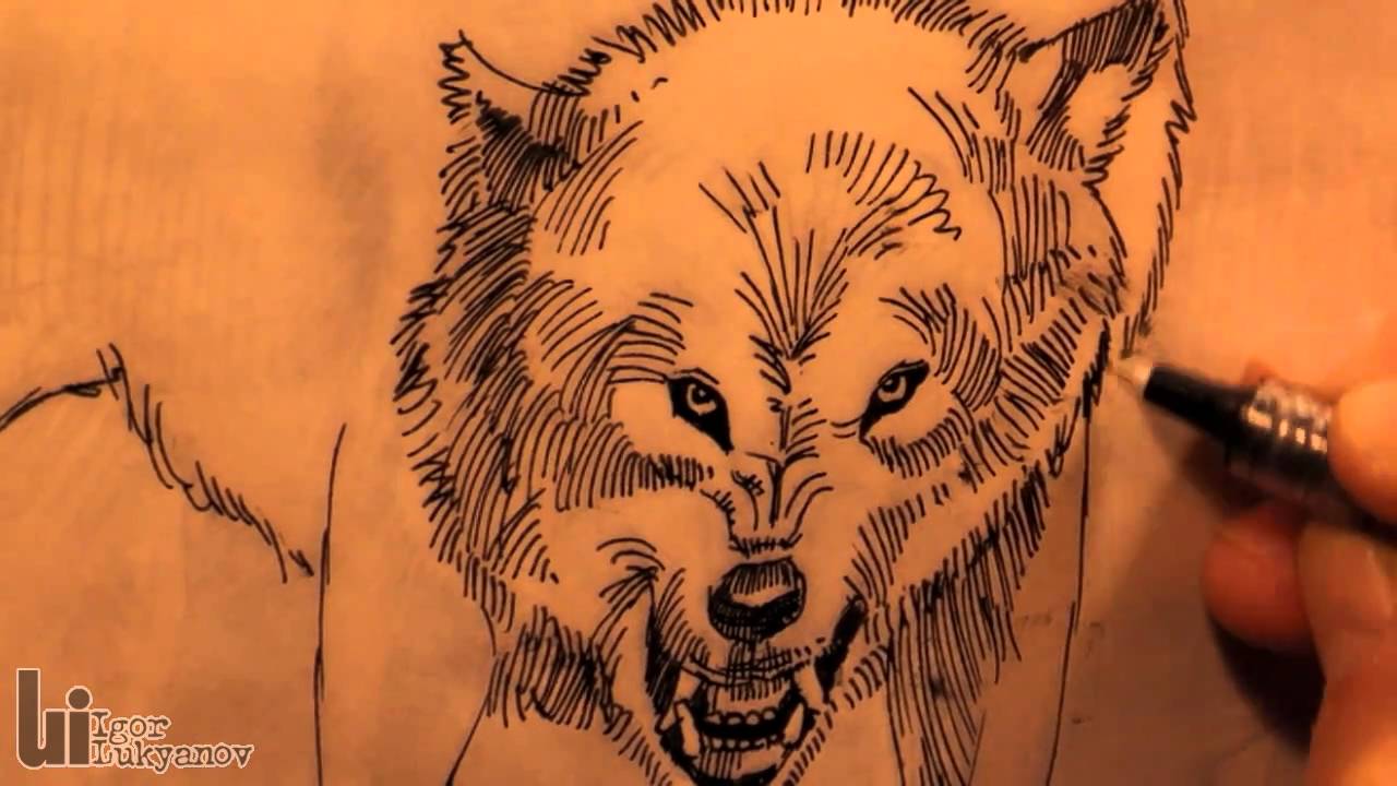 1280x720 Drawing An Angry Wolf - Angry Wolf Drawing