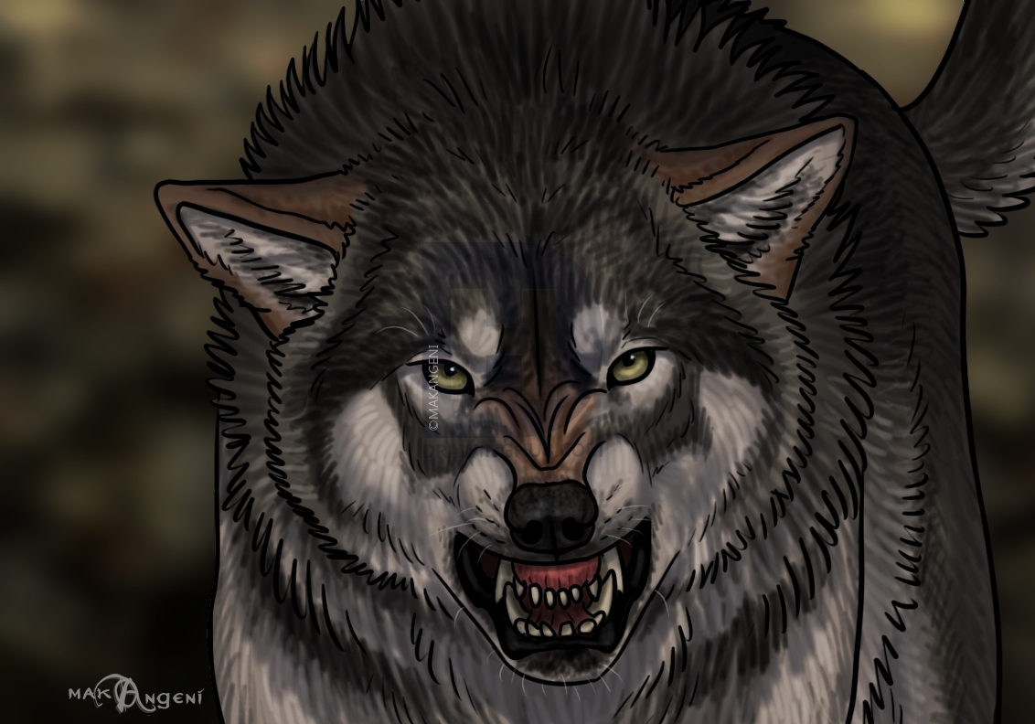 1132x792 How To Draw An Angry Wolf, Step - Angry Wolf Drawing