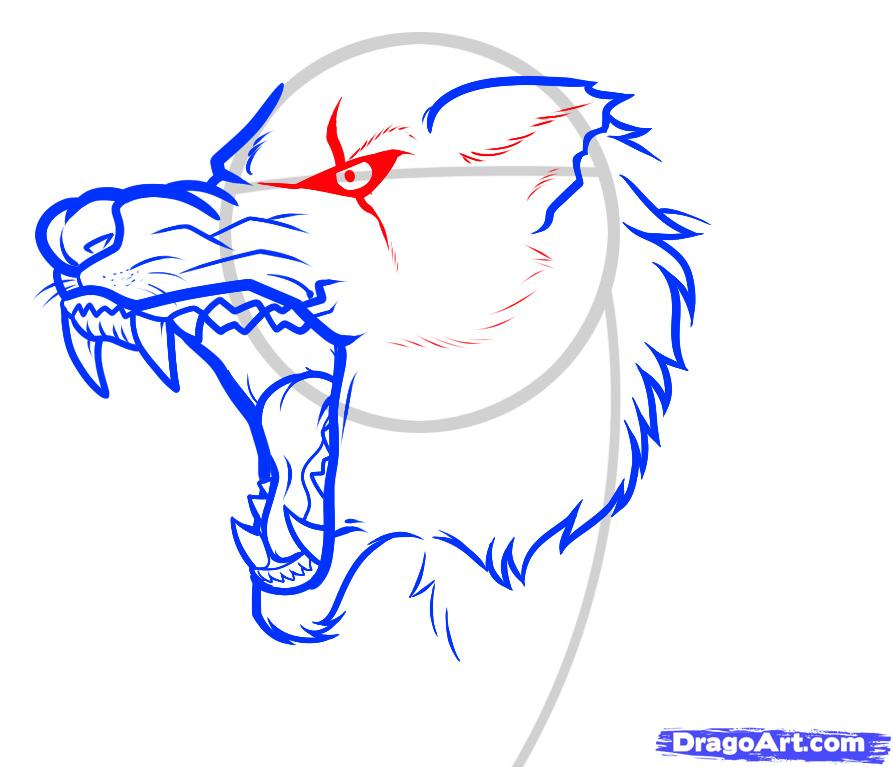 893x767 how to draw an angry wolf, angry wolf, step - Angry Wolf Drawing
