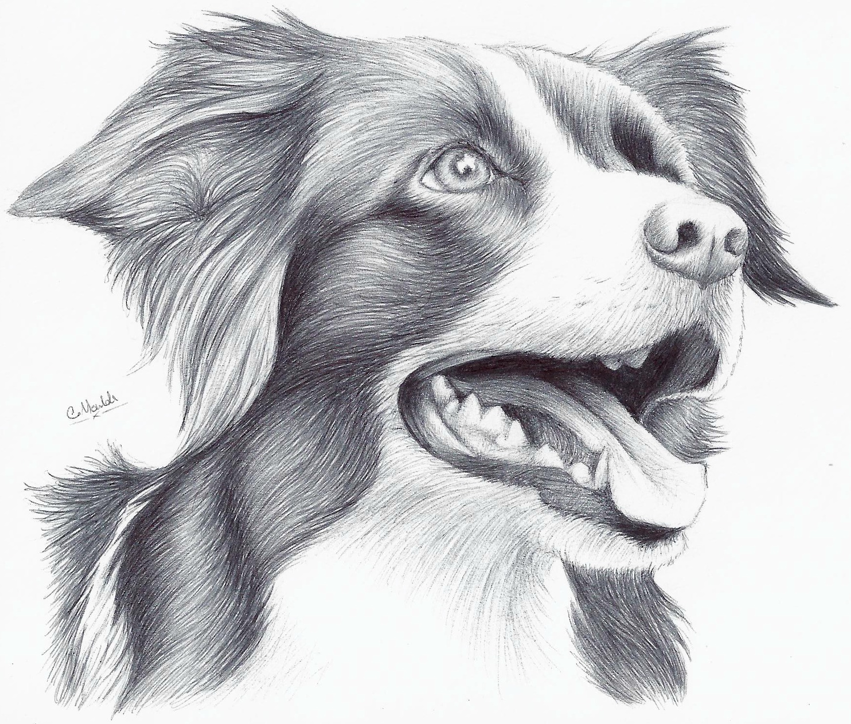 40+ Most Popular Drawing Art Pictures Of Animals Sarah Sidney Blogs