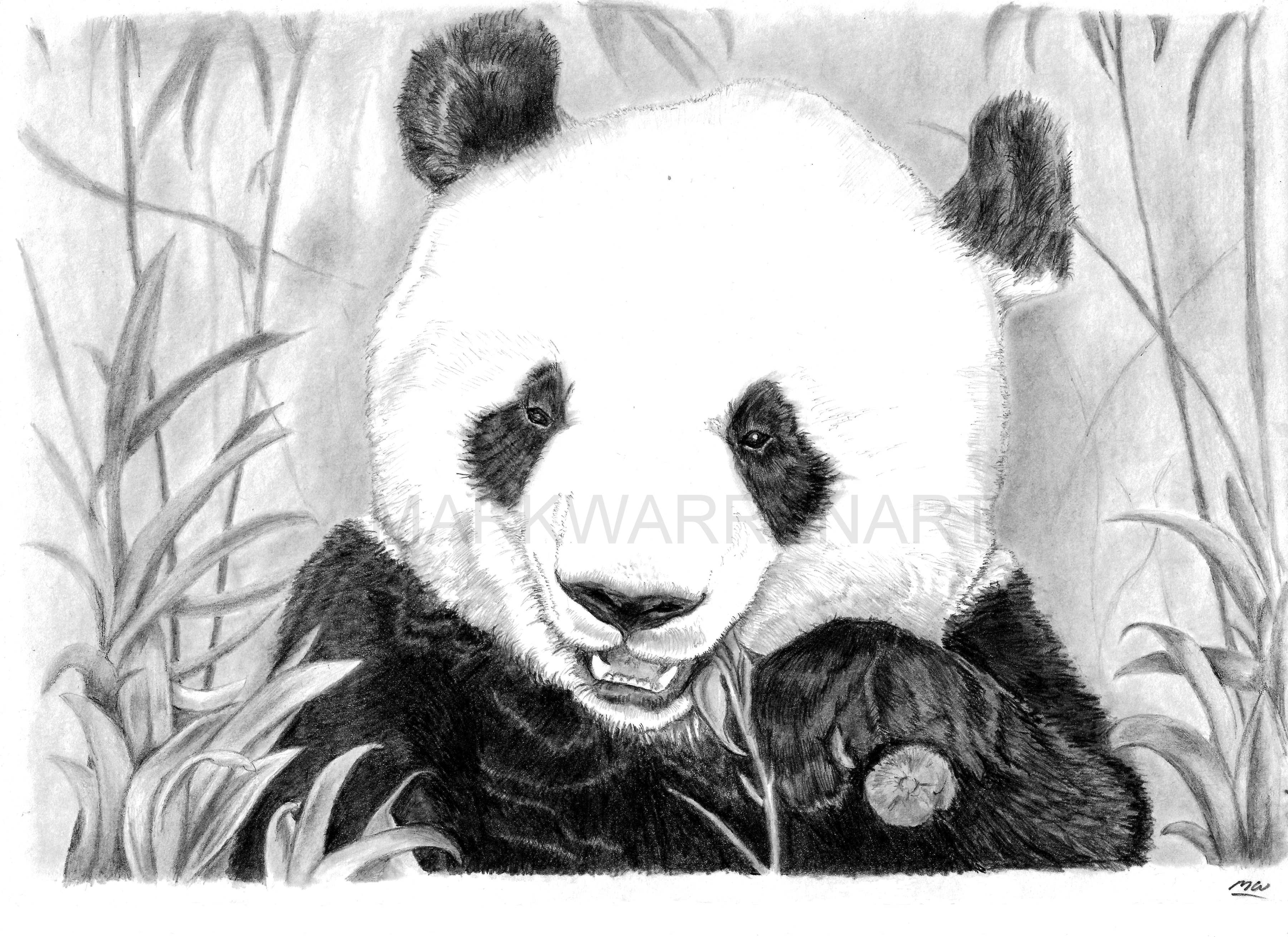 Рисунки животных Панда
