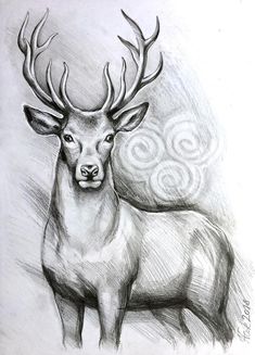 235x327 Deer Drawings In Pencil Art Deer Rough Sketch In Pencil - Animal Art Drawing