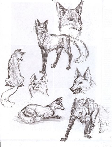 474x621 fox animal study animal art drawings, animal sketches, animal - Animal Art Drawing