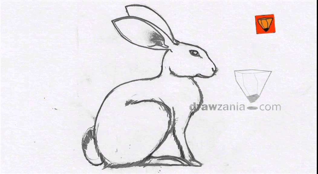 1052x576 Animal Drawing Intermediate Brown Hare - Animal Art Drawing