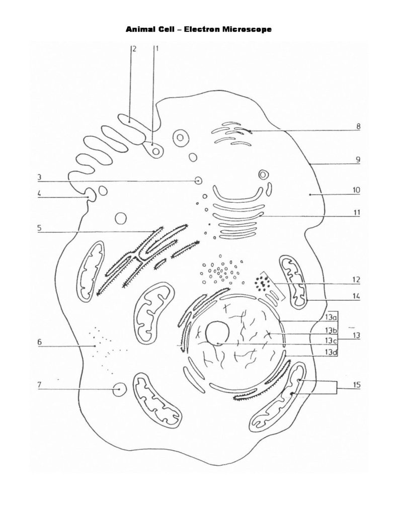 Animal Cell Drawing