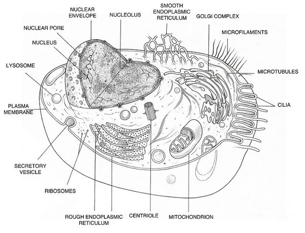 600x458 Animal Cell Diagram Art Print - Animal Cell Drawing