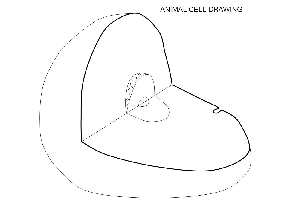 960x720 Cell Drawing Complete The Structure Function Table Then Label - Animal Cell Drawing