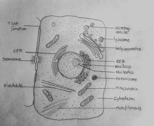 518x424 Draw It Neat How To Draw Animal Cell - Animal Cell Drawing