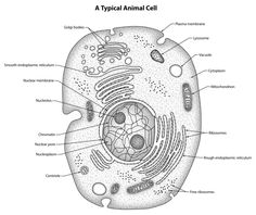 236x198 draw it neat how to draw animal cell science grade animal - Animal Cell Drawing