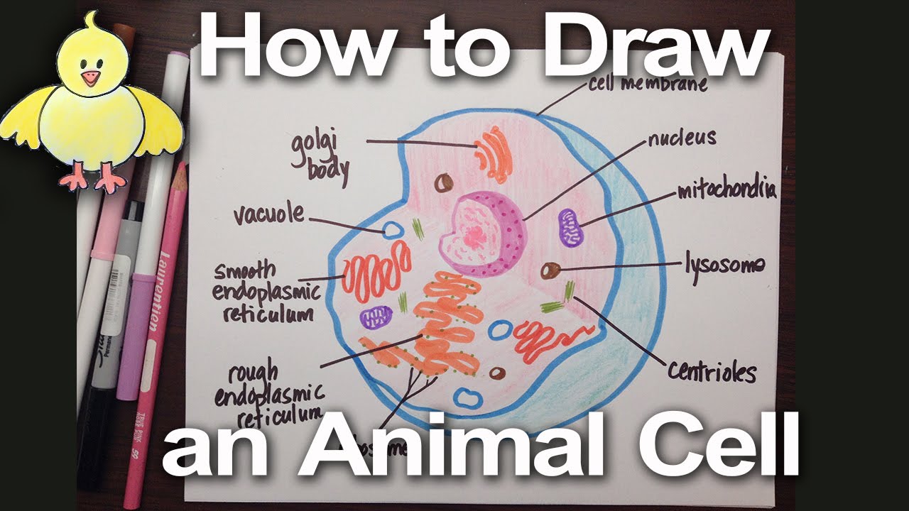 1280x720 How To Draw An Animal Cell Diagram Homework Help Doodledrawart - Animal Cell Drawing