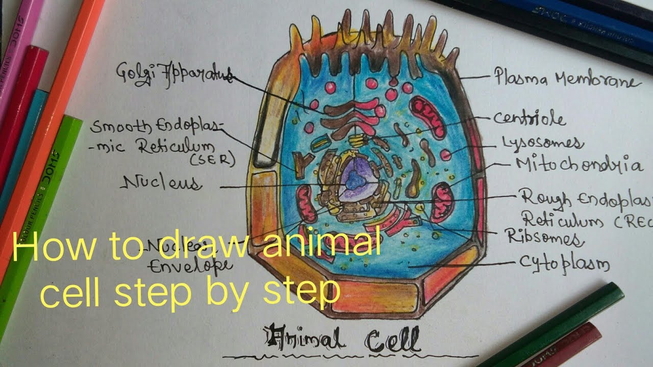 1280x720 How To Draw Animal Cell Step - Animal Cell Drawing