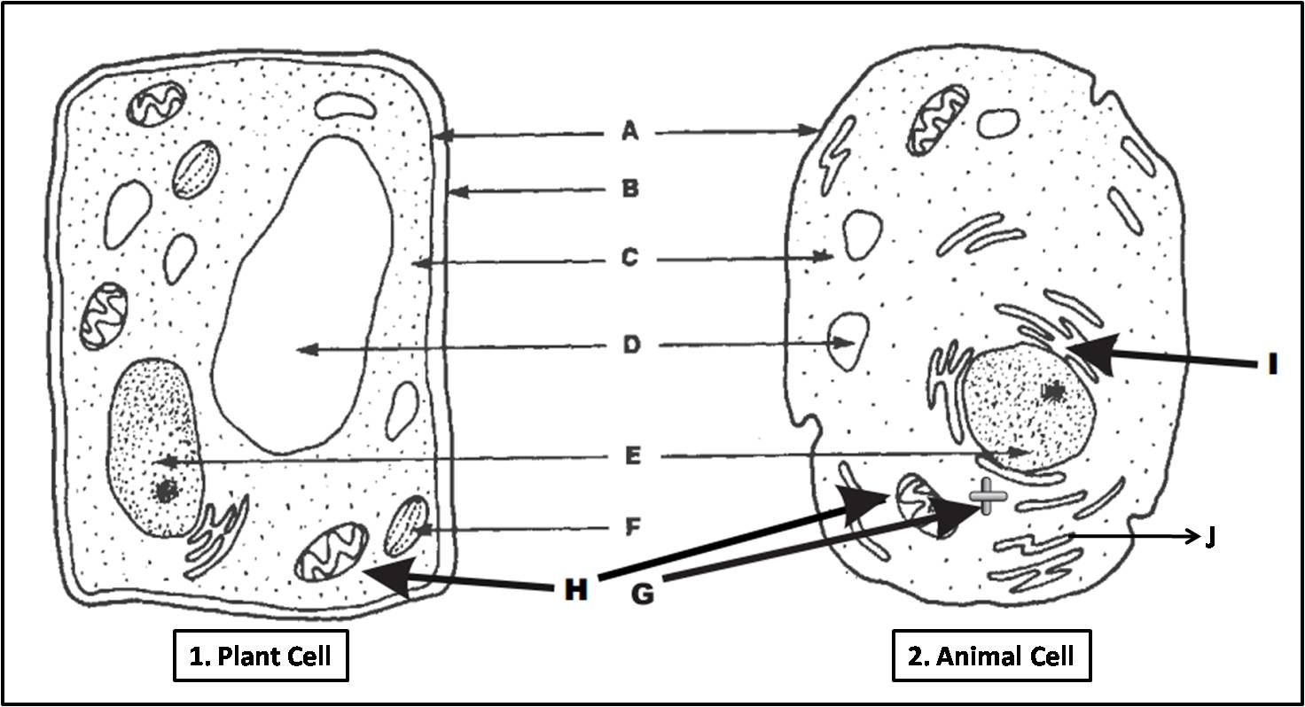 1472x798 Plant Cell And Animal Cell Diagram Quiz Biology Multiple Choice - Animal Cell Drawing