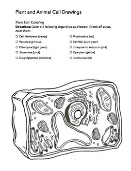 270x350 Plant And Animal Cells Drawing Worksheets - Animal Cell Drawing