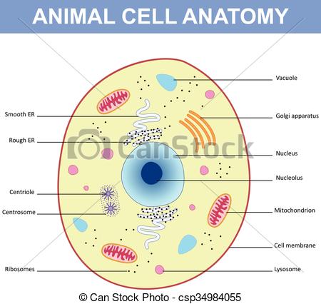 450x426 Structure Of An Animal Cell Diagram Illustration Of The Structure - Animal Cell Drawing