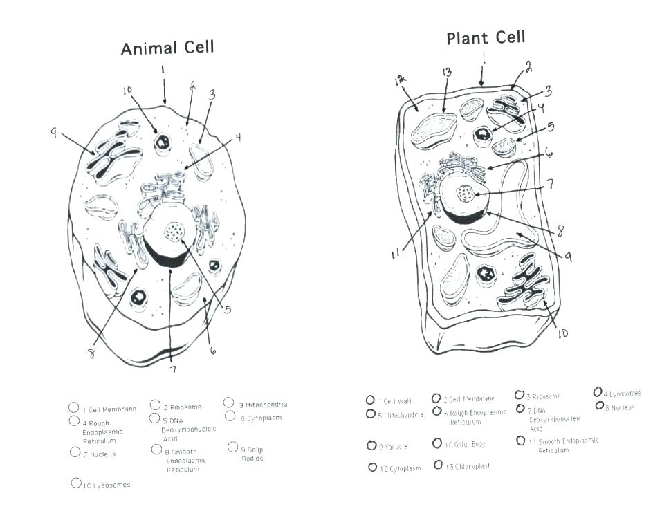 Animal Cell Drawing At Paintingvalley Com Explore Collection Of