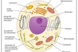 330x220 Animal Cell Organelles And Functions Diagram Drawing Biological - Animal Cell Drawing